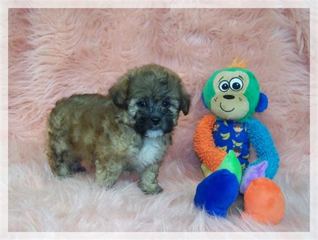 Male Shih Poo