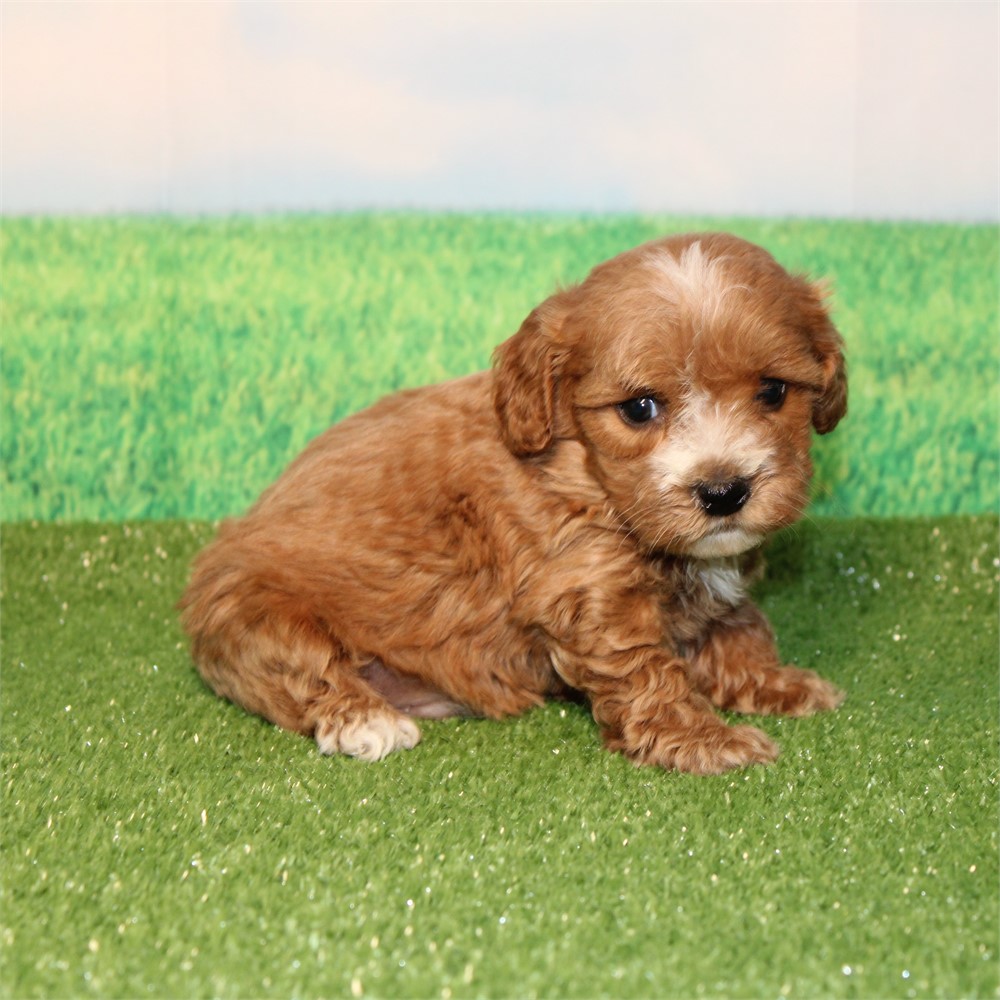 ICA Cavapoo male 627 see vet comments