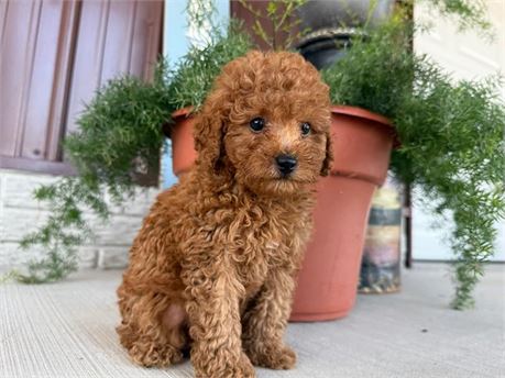 F1b Mini Goldendoodle