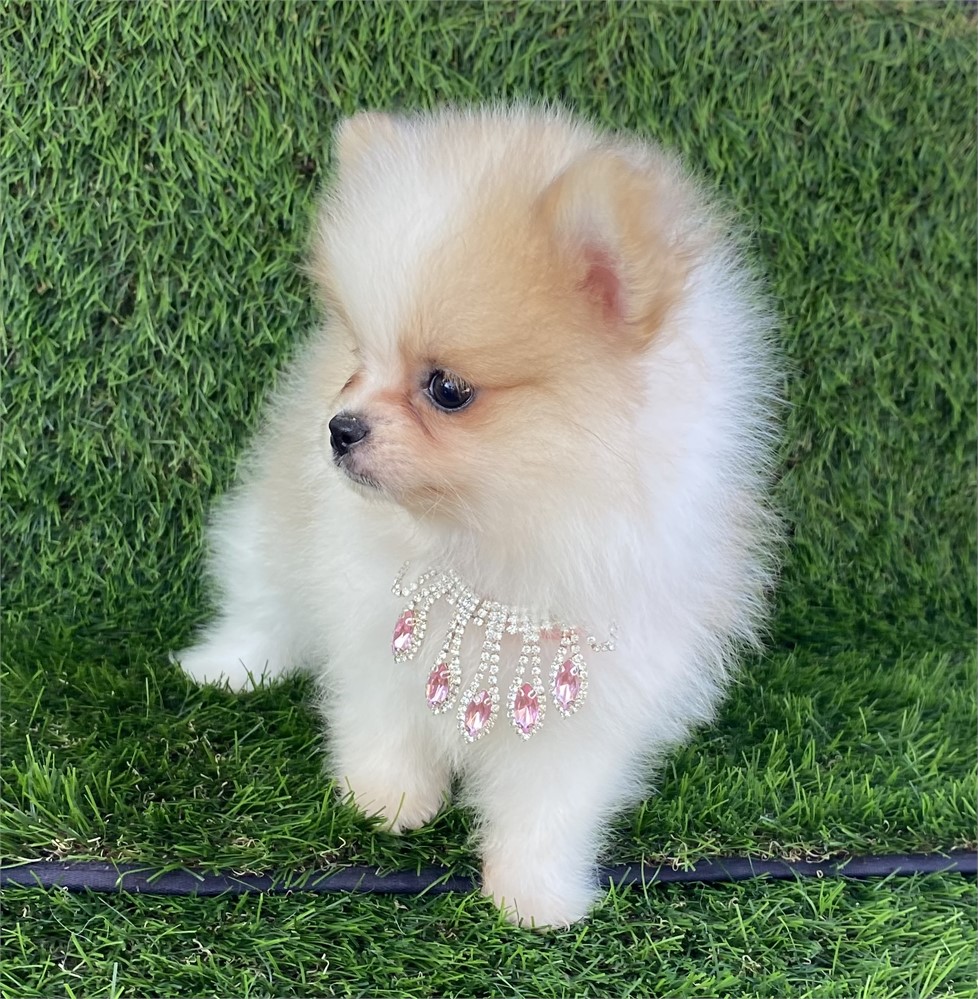 Valentina