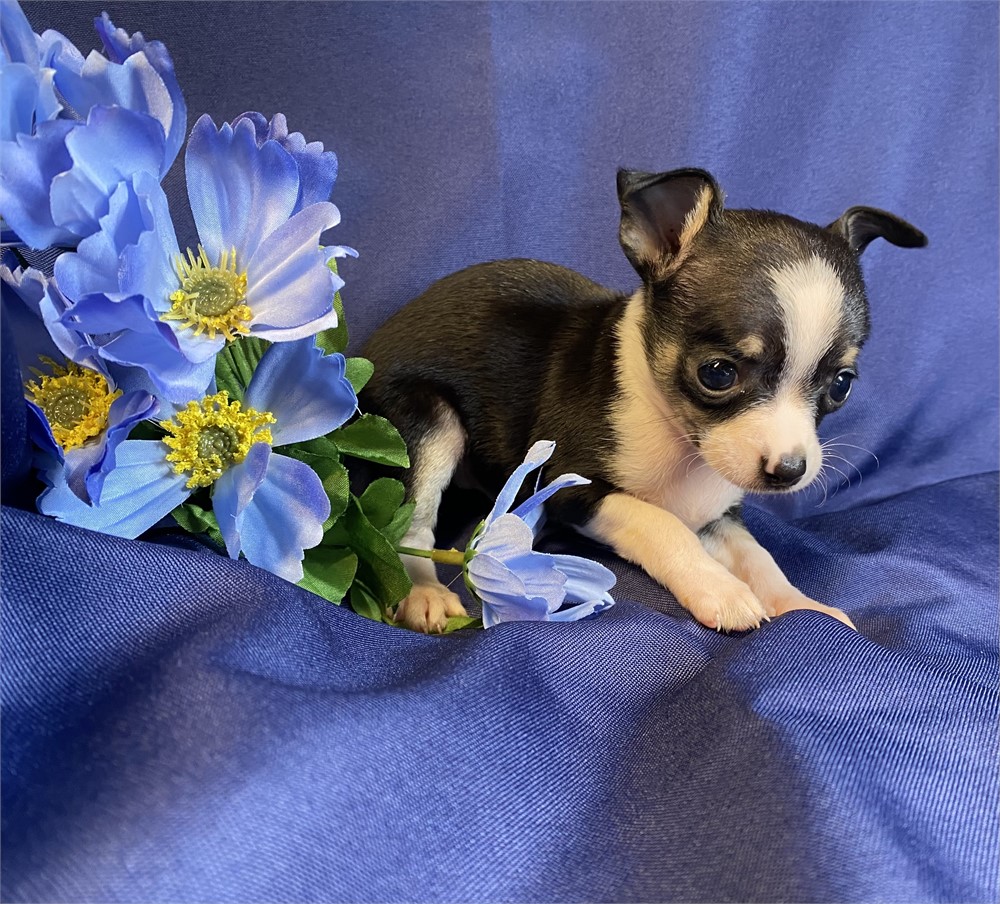 Chihuahua -Patty’s (F)