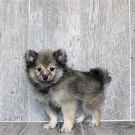 25196-03 Pomeranian