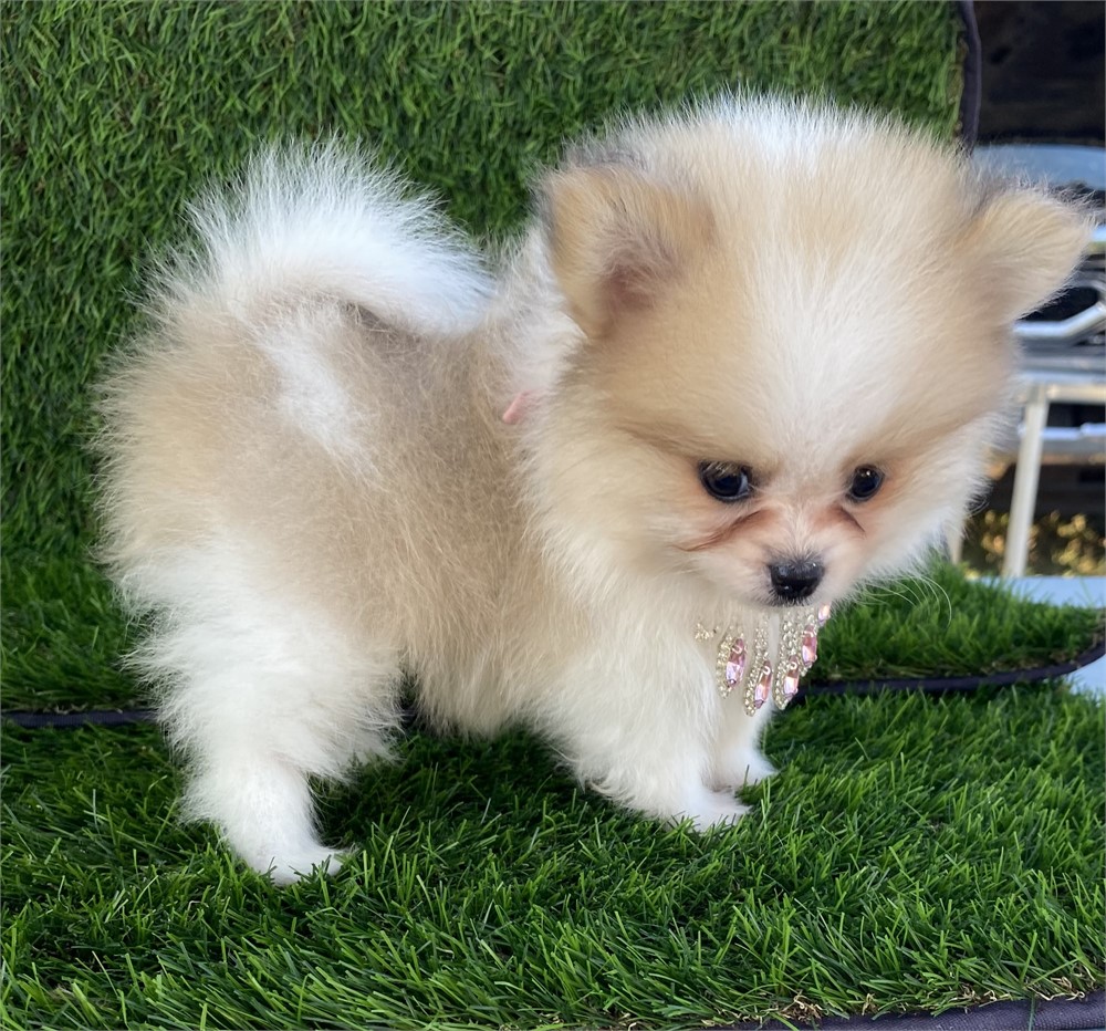 Valentina