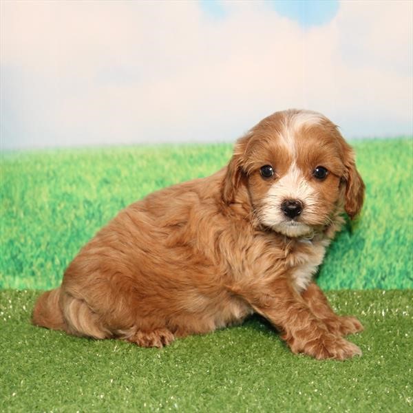 ICA Cavapoo male 633 see vet comments