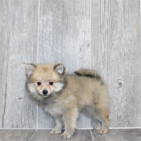 25196-05 Pomeranian