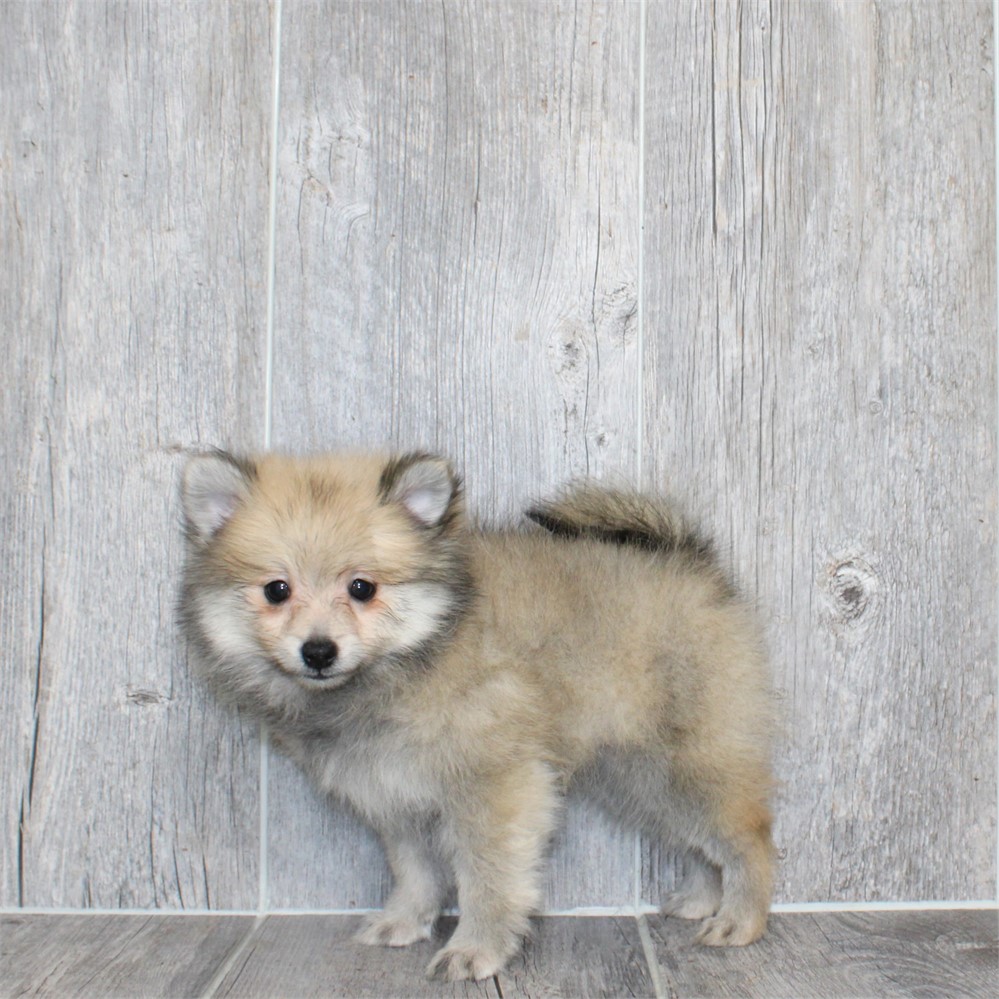 25196-05 Pomeranian