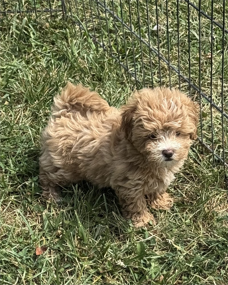 SUPER CUTE LITTLE MALTIPOO (M)
