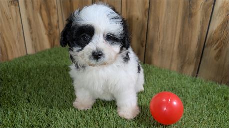 Black & White Female Pomapoo