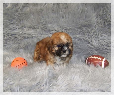 Male Shih Poo