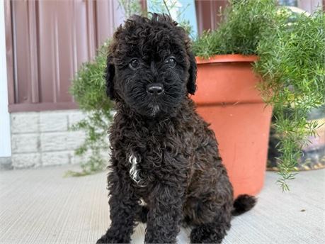 F1b Mini Goldendoodle