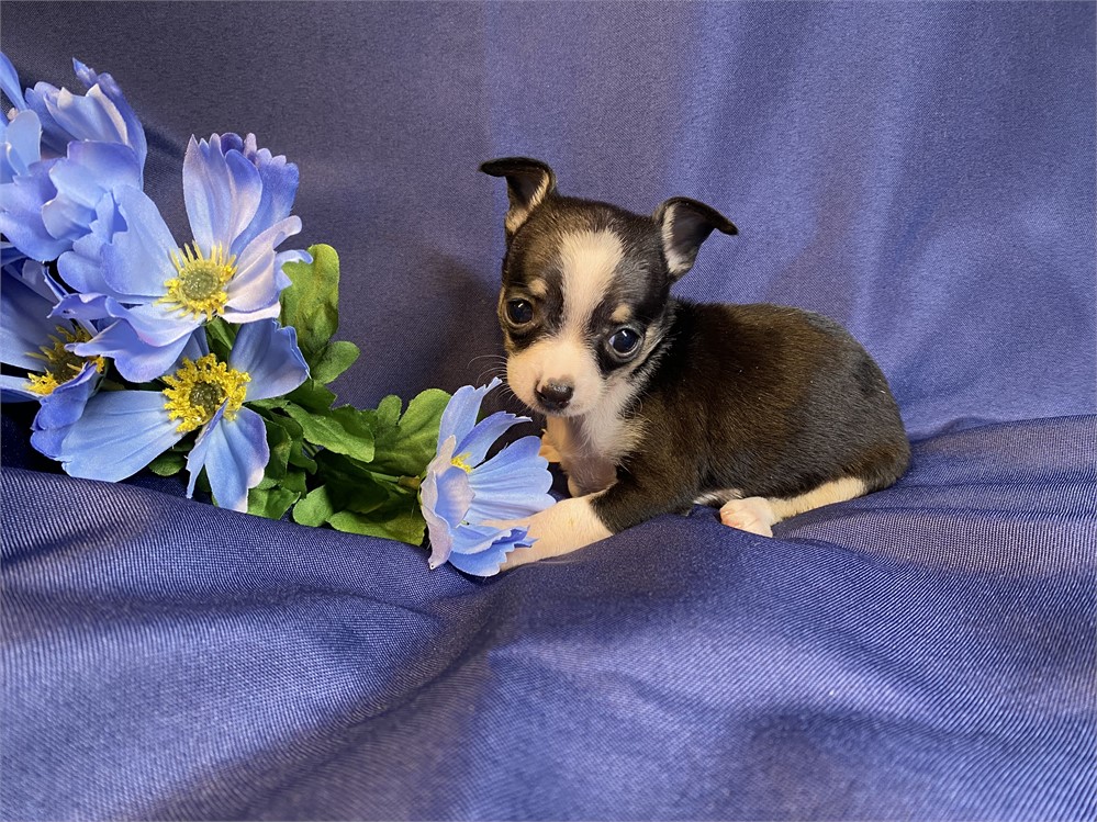 Chihuahua -Patty’s (F)