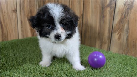Black & White Female Pomapoo