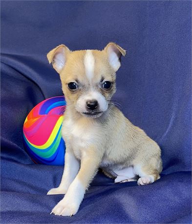 Chihuahua - Henley’s (M)