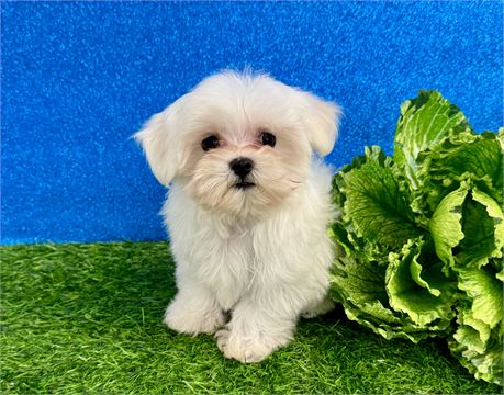 1.11lb Male Maltese
