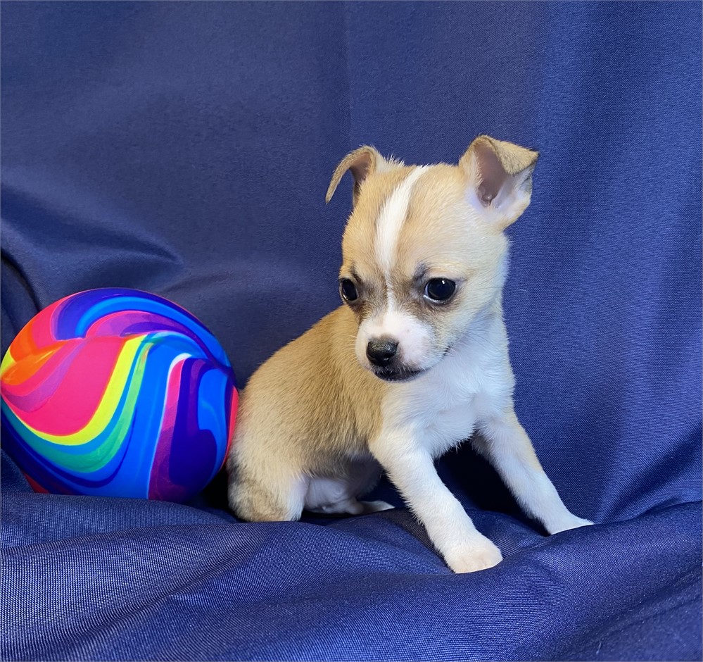 Chihuahua - Henley’s (M)