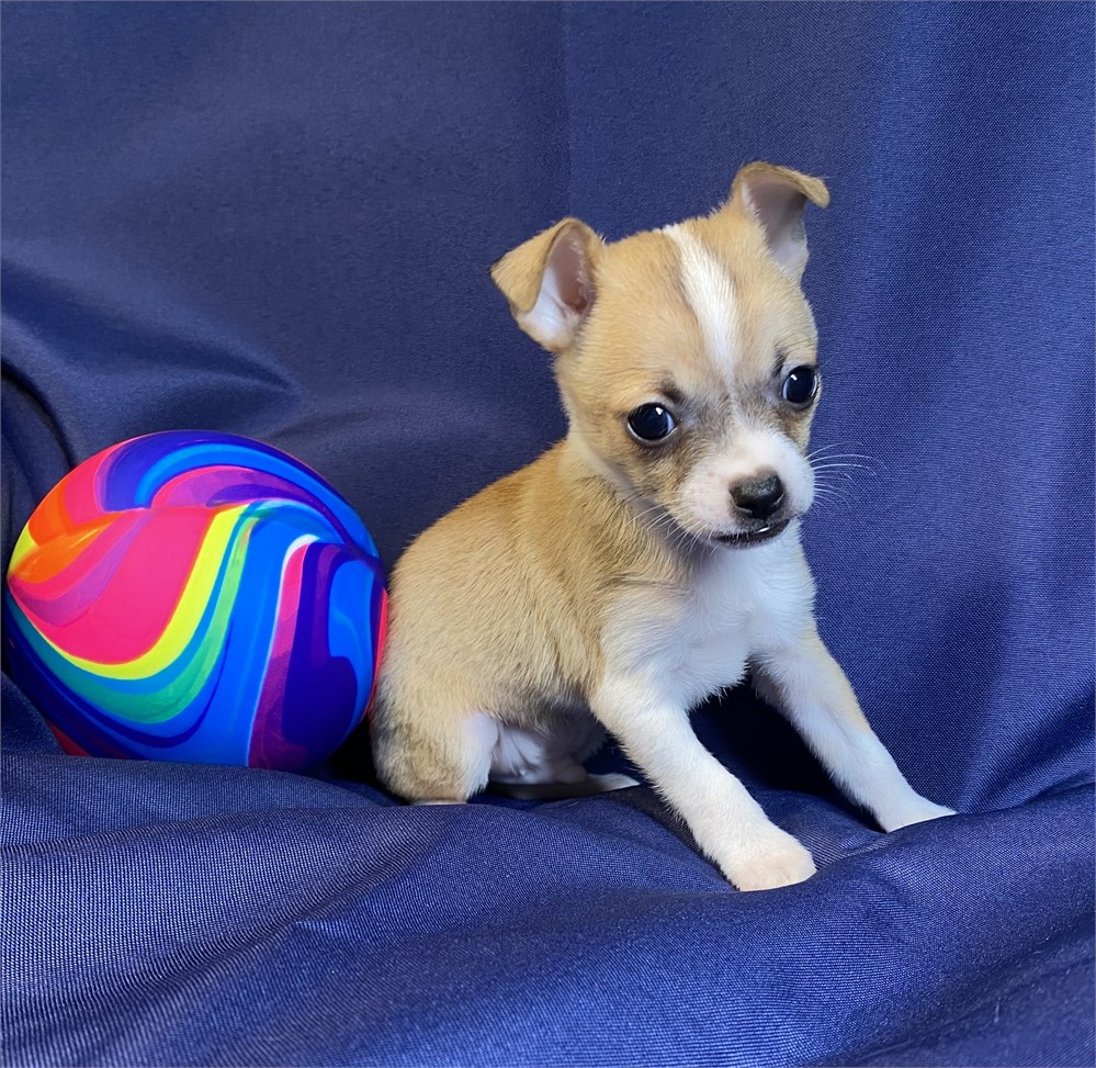 Chihuahua - Henley’s (M)
