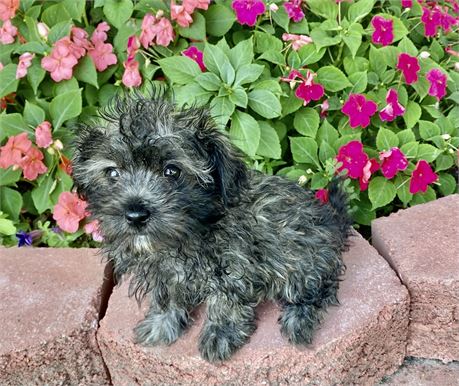 Malti - Poo  Carli’s # 3 (M)