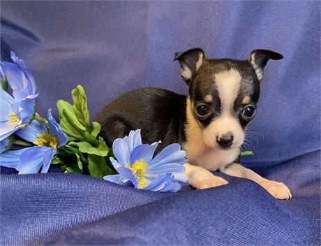 Chihuahua -Patty’s (F)