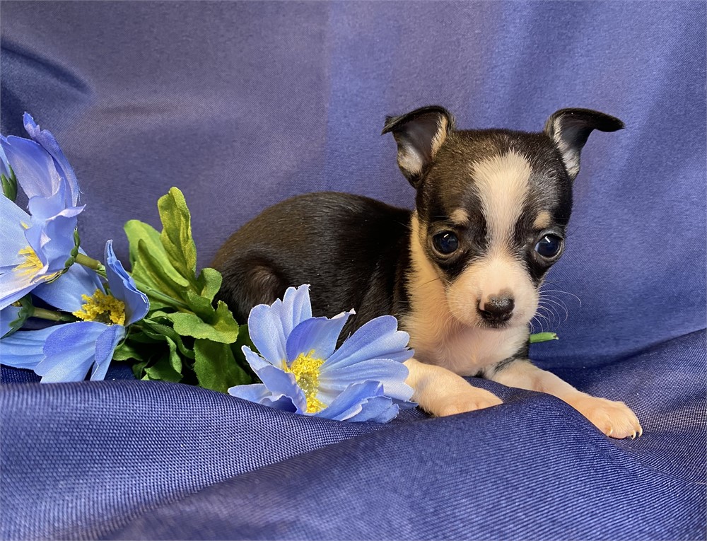 Chihuahua -Patty’s (F)