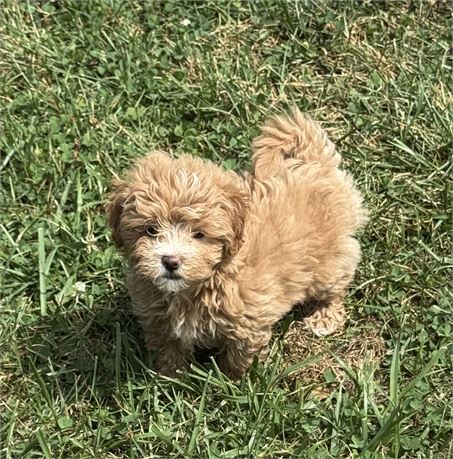 SUPER CUTE LITTLE MALTIPOO (M)