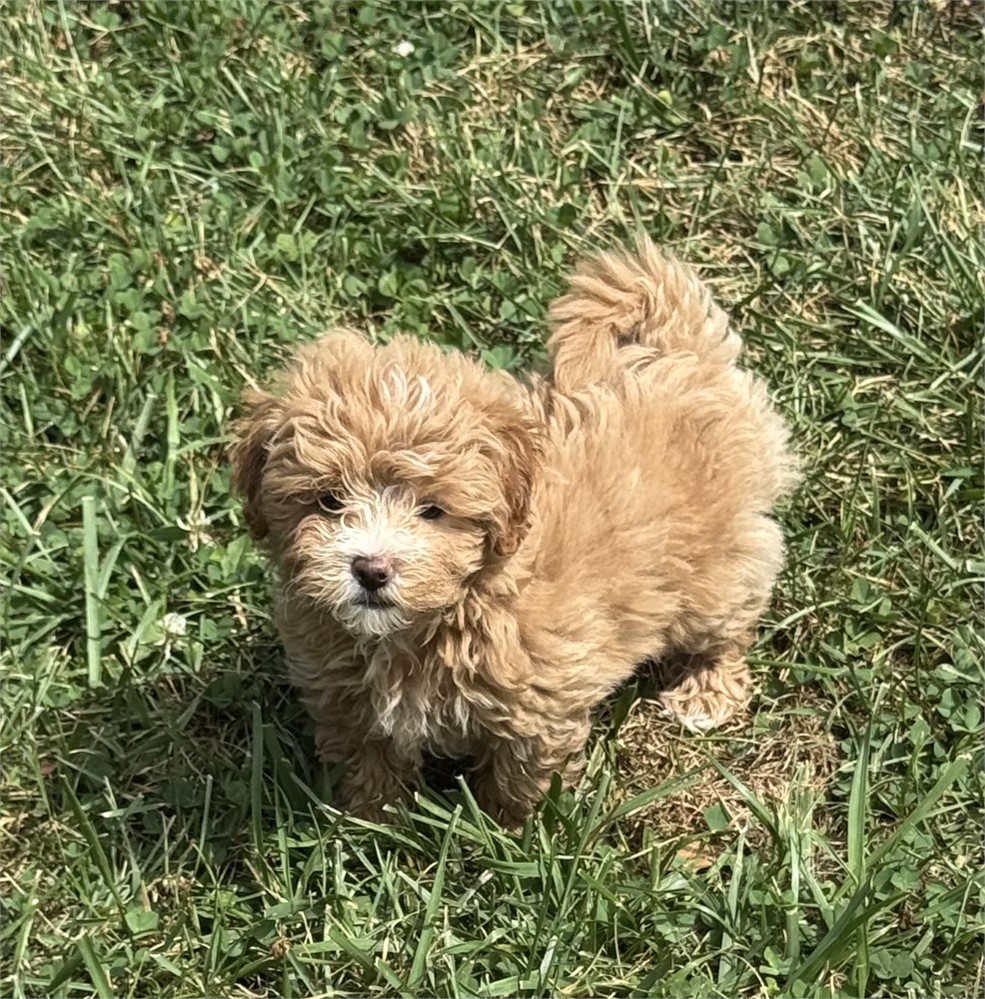 SUPER CUTE LITTLE MALTIPOO (M)