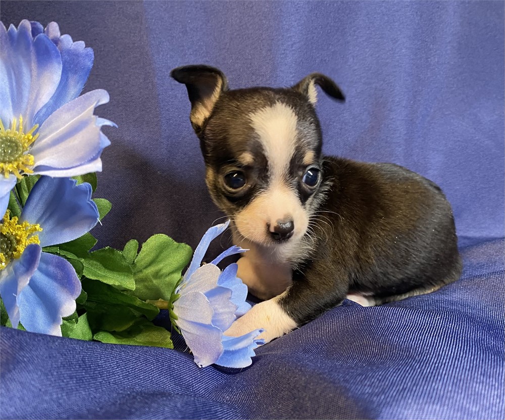 Chihuahua -Patty’s (F)