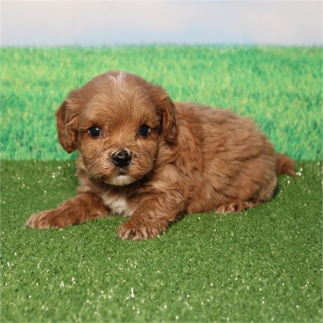 ICA Cavapoo male 616