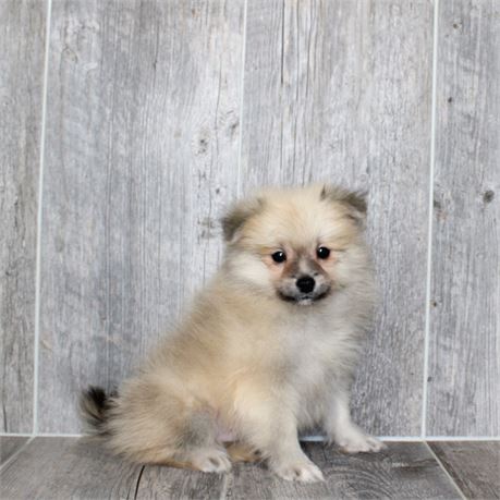 25196-04 Pomeranian