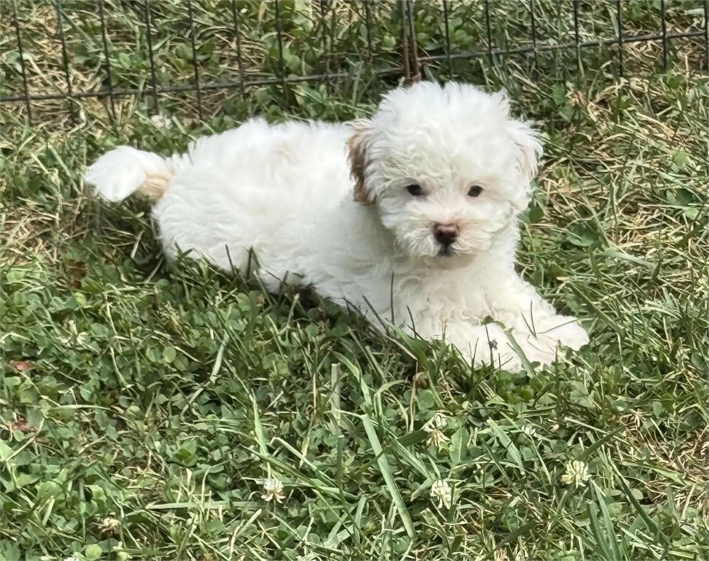 CUTE LITTLE MALTIPOO (M)