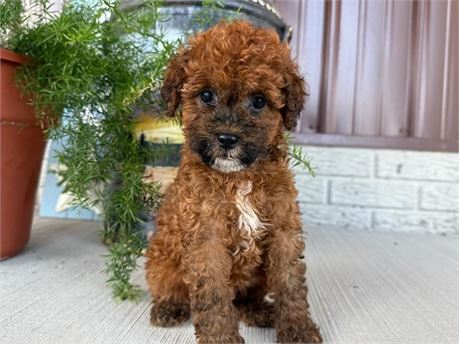 F1b Mini Goldendoodle