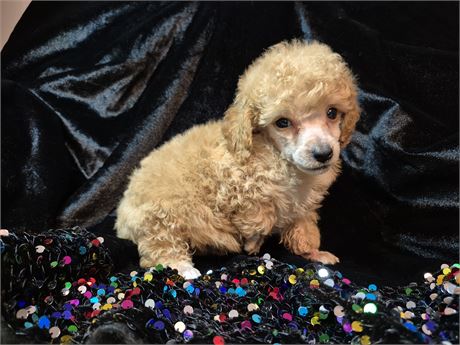 Poodle Male