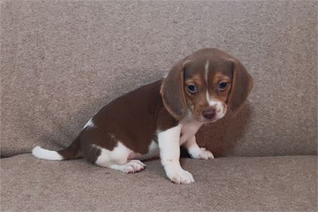 Super nice chocolate white and tan female beagle