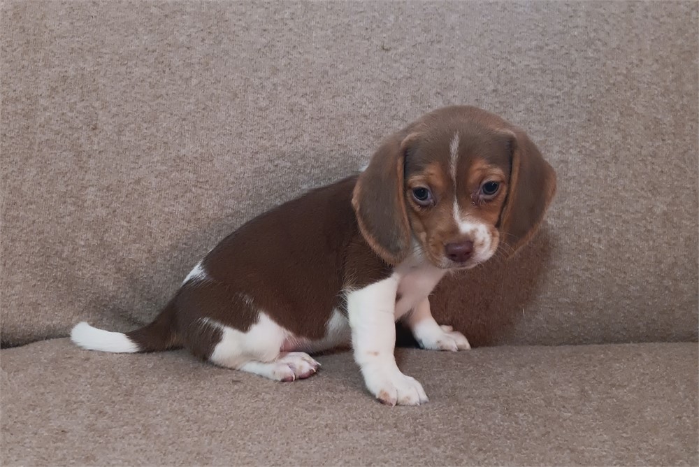 Super nice chocolate white and tan female beagle