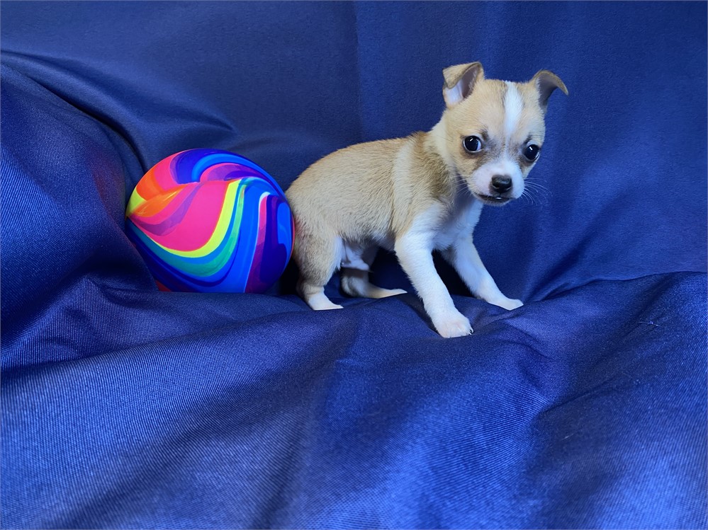 Chihuahua - Henley’s (M)