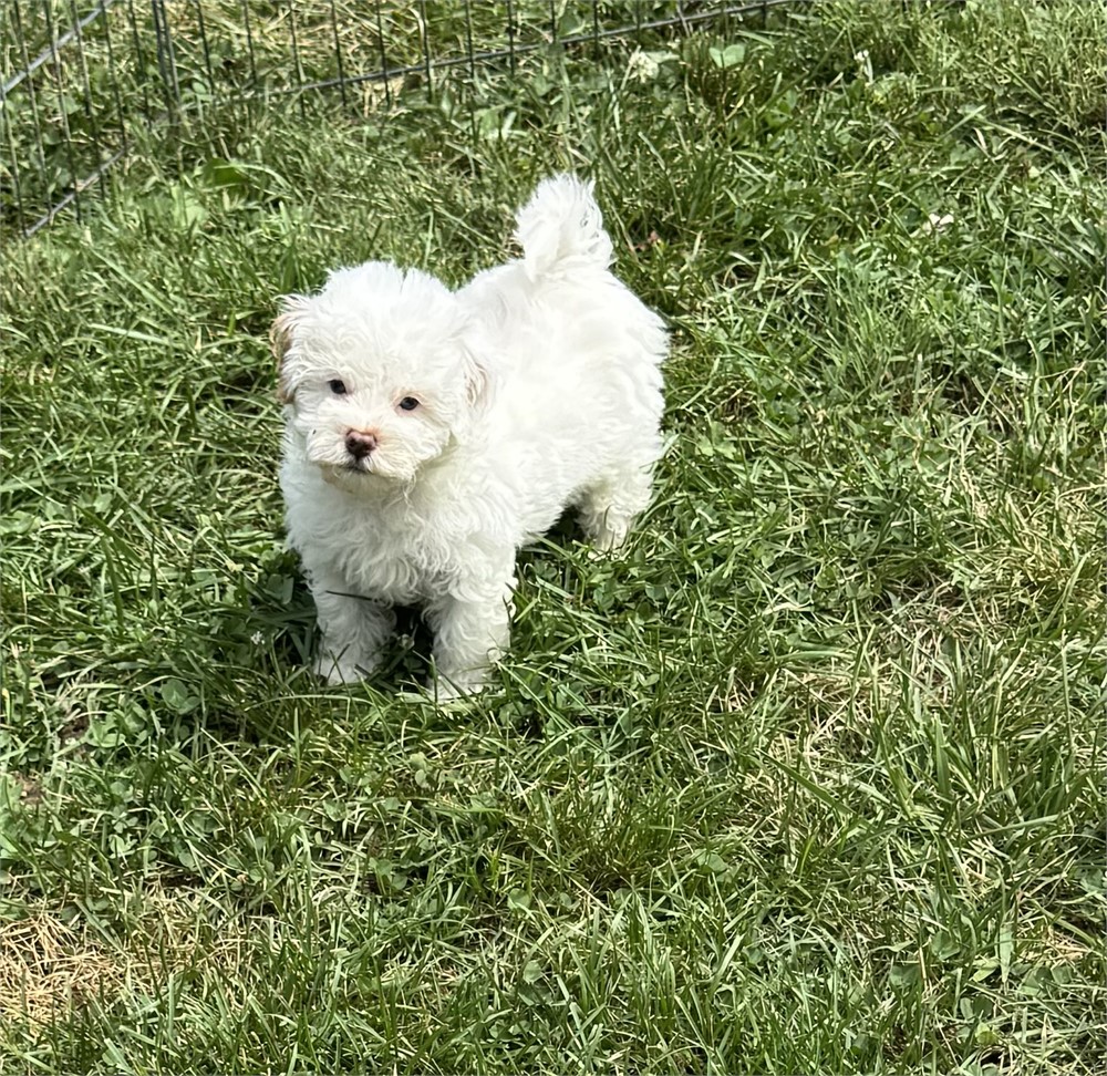 CUTE LITTLE MALTIPOO (M)