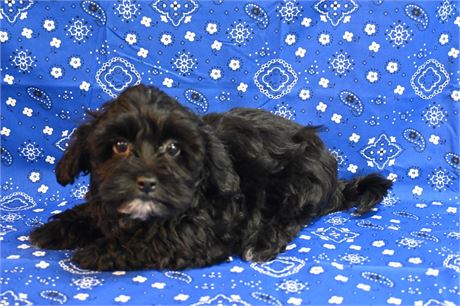 Shih-Apso-Poo