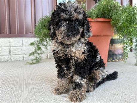 F1b Mini Goldendoodle