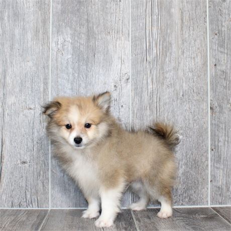 25196-02 Pomeranian