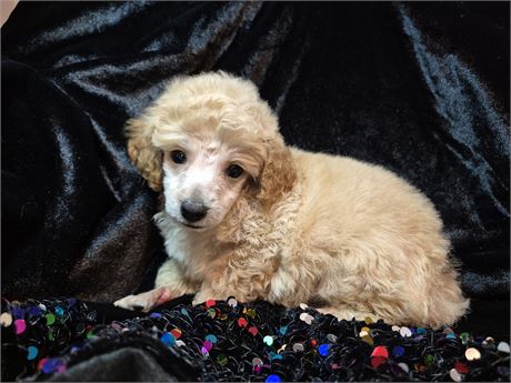 Poodle Male