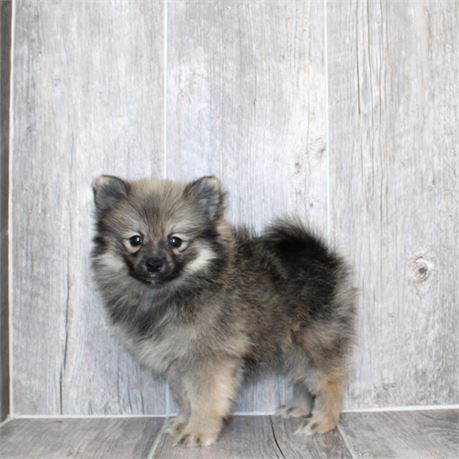 25196-01 Pomeranian