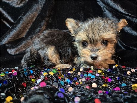 Morkie Female