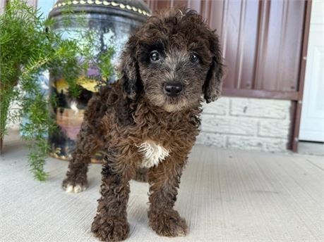 F1b Mini Goldendoodle