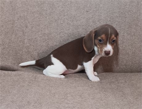 Super nice chocolate white and tan female beagle