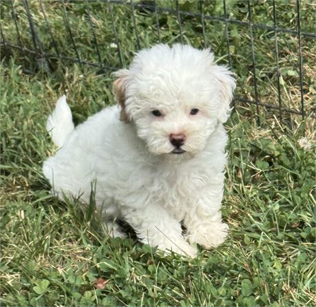 CUTE LITTLE MALTIPOO (M)