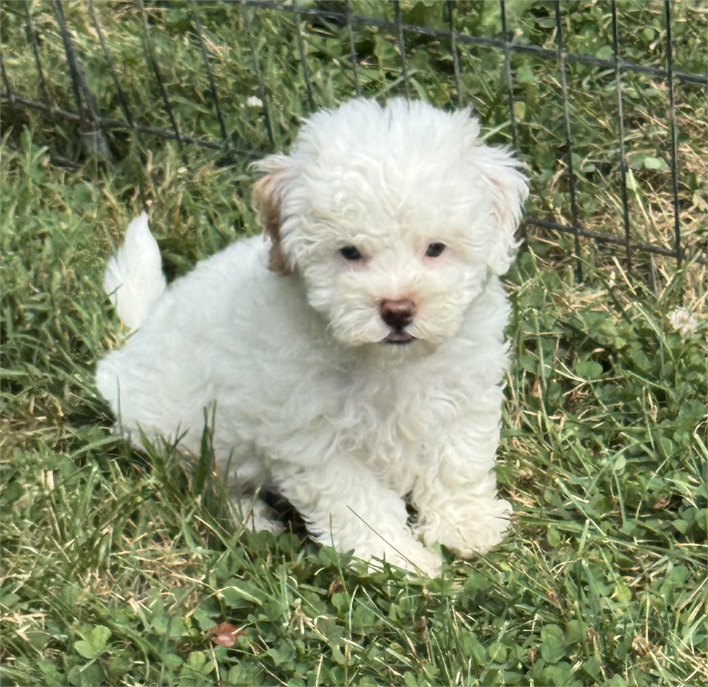 CUTE LITTLE MALTIPOO (M)