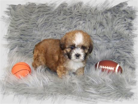 Male Shih Poo