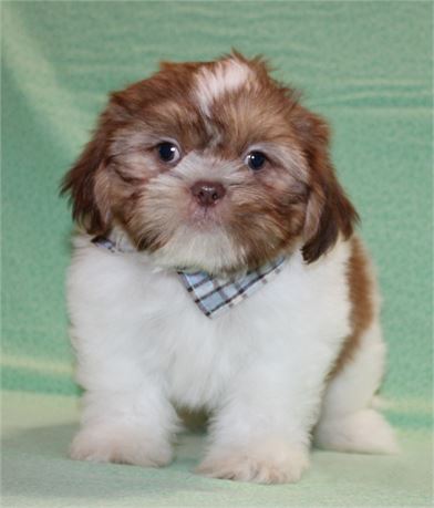 Outgoing Shih Tzu Male
