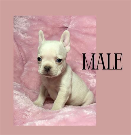 French Bulldog