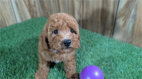 Red Female Mini Poodle