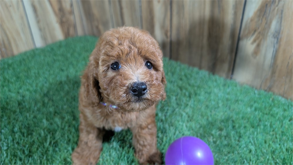 Red Female Mini Poodle